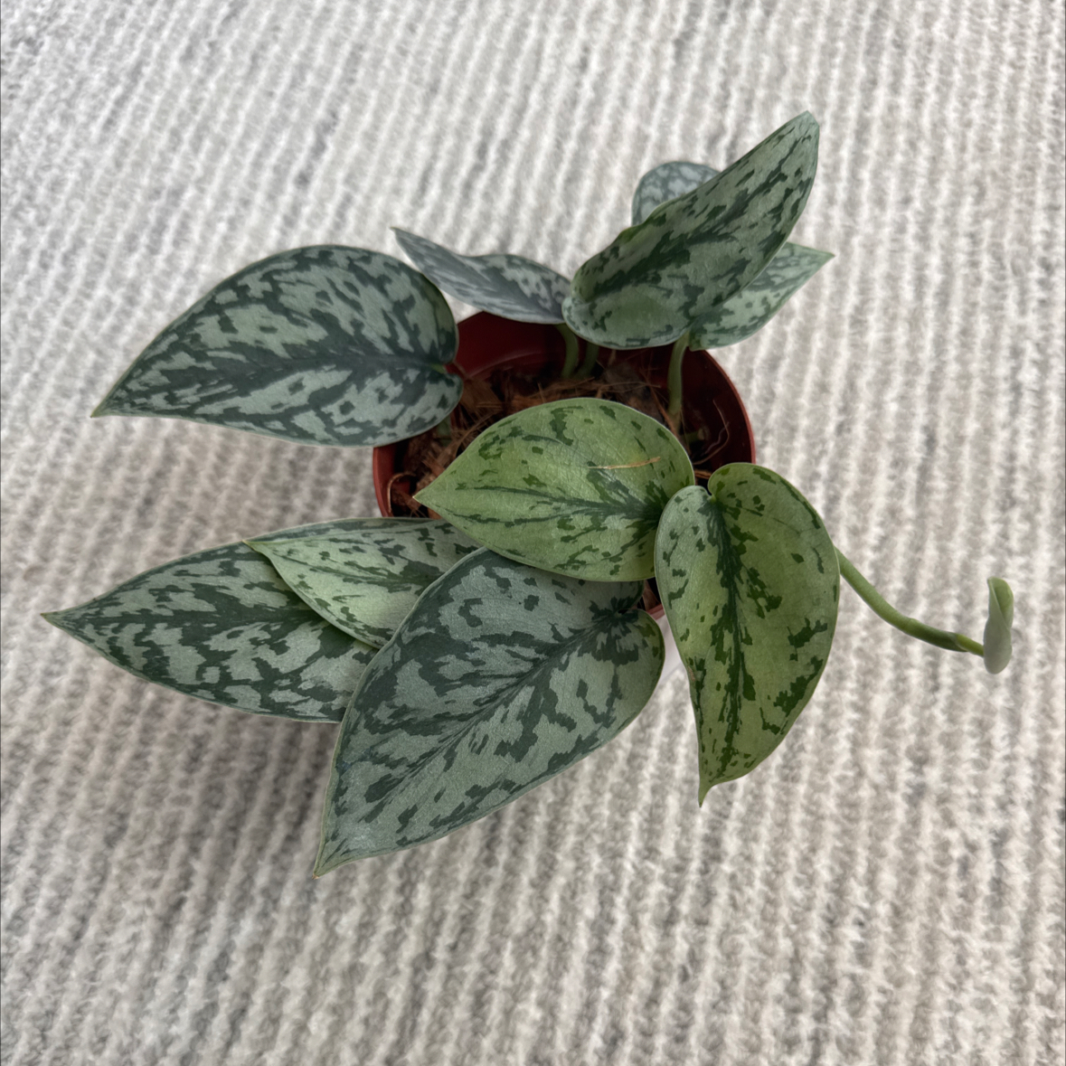 Photo of the plant species Silver Lady by @ForeverClusia59 named Sonora on Greg, the plant care app