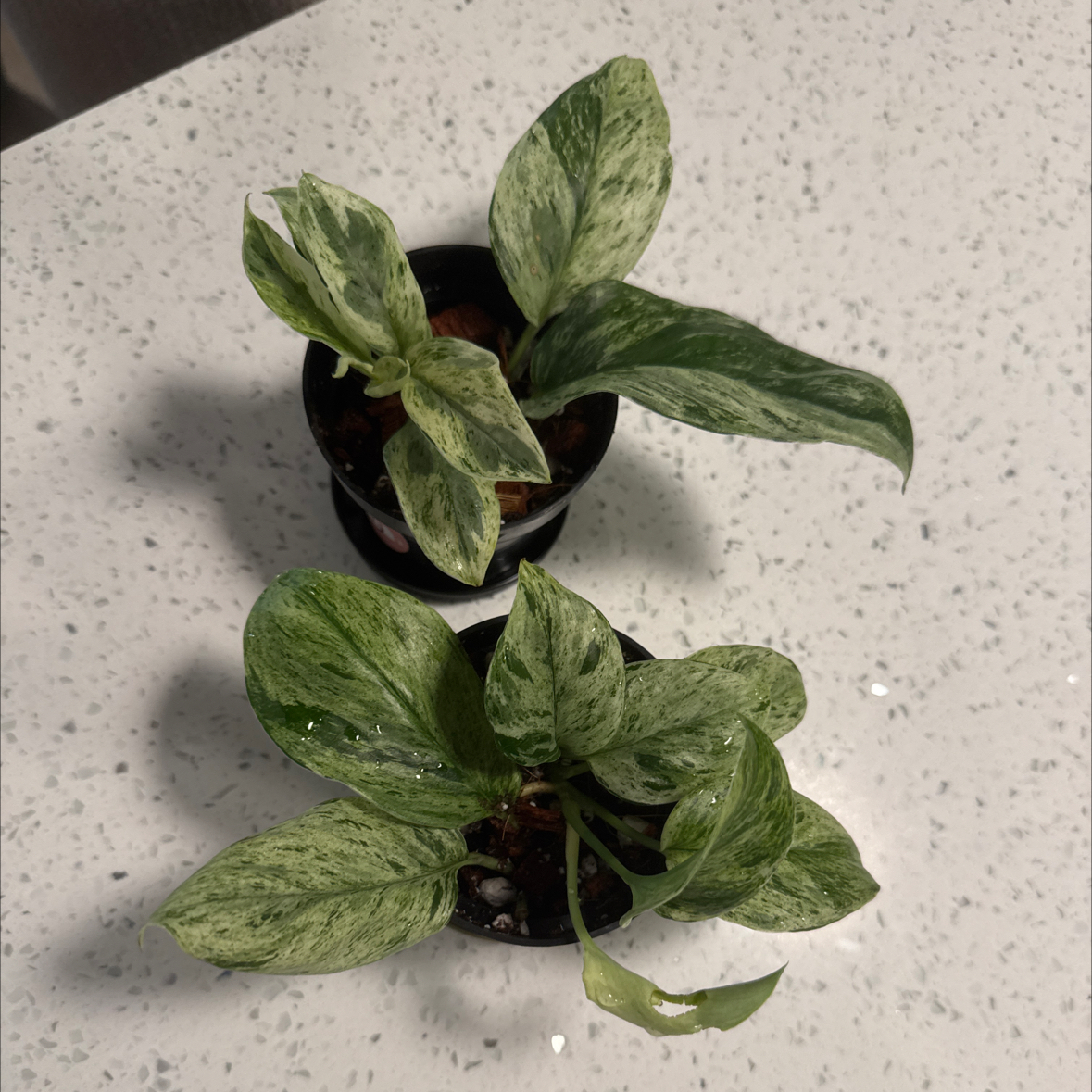 Photo of the plant species Scindapsus treubii 'Albo' by @ForeverClusia59 named Bigleef Smalls on Greg, the plant care app