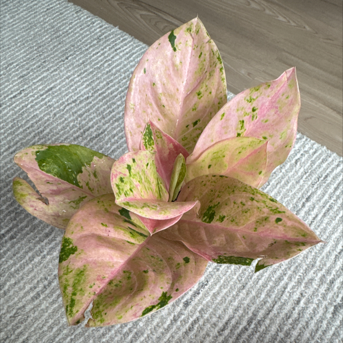 Photo of the plant species Aglaonema by @ForeverClusia59 named Rosa on Greg, the plant care app