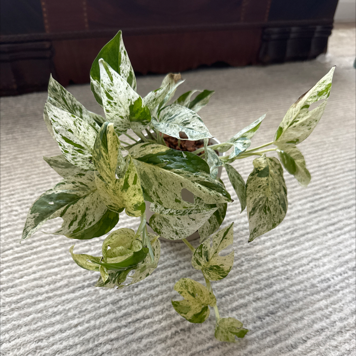 Photo of the plant species Marble Epipremnum Pinnatum by @ForeverClusia59 named Elle on Greg, the plant care app