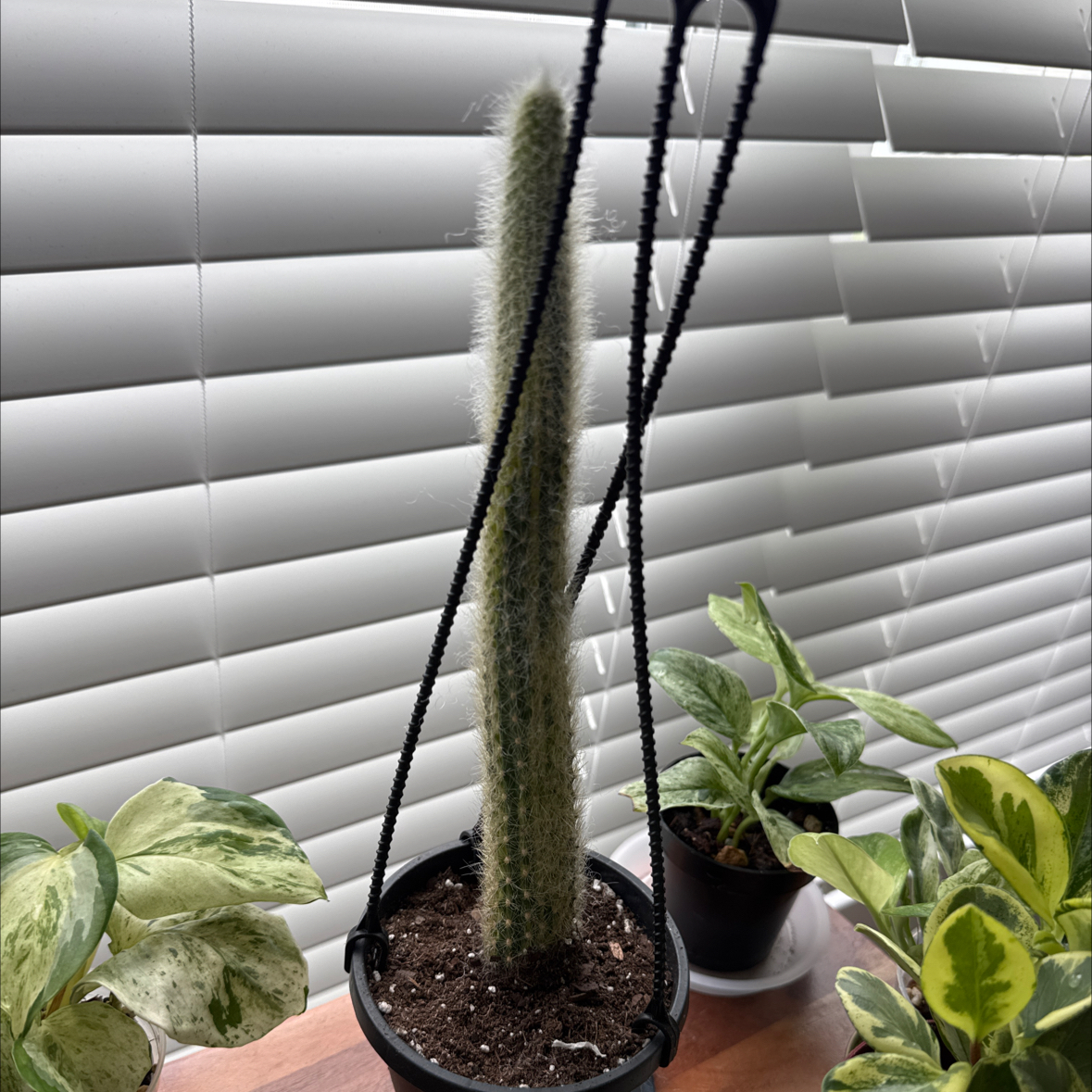 Photo of the plant species Monkey Tail Cactus by @ForeverClusia59 named Surya on Greg, the plant care app