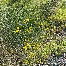 Photo of the plant species Spanish Broom by @GuruBlackgoblet named Sherlock on Greg, the plant care app
