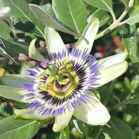 Photo of the plant species Bluecrown Passionflower by @GuruBlackgoblet named Diana on Greg, the plant care app