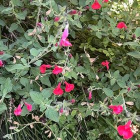 Photo of the plant species Baby Sage by @GuruBlackgoblet named Scarlett on Greg, the plant care app