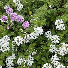 Photo of the plant species Weeping Lantana by @GuruBlackgoblet named Tupot amaroot on Greg, the plant care app