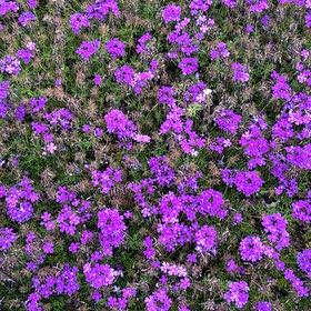 Photo of the plant species Verbena canadensis by @GuruBlackgoblet named Elle on Greg, the plant care app