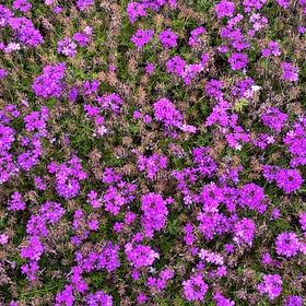 Photo of the plant species Verbena canadensis by @GuruBlackgoblet named Gobi on Greg, the plant care app