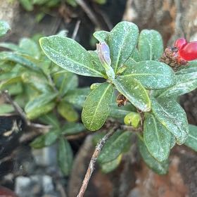 Photo of the plant species Honeysuckle by @GuruBlackgoblet named Kylie on Greg, the plant care app