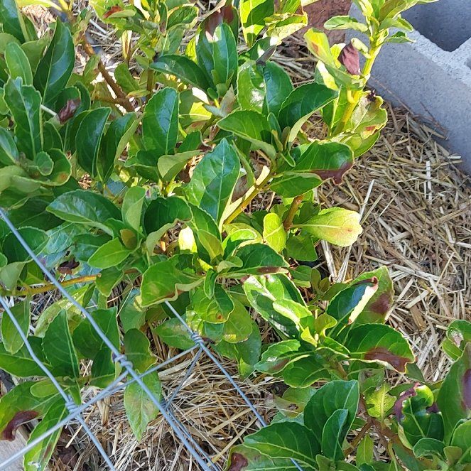 Photo of the plant species Viburnum by @DeftRedash8 named Gregarious on Greg, the plant care app