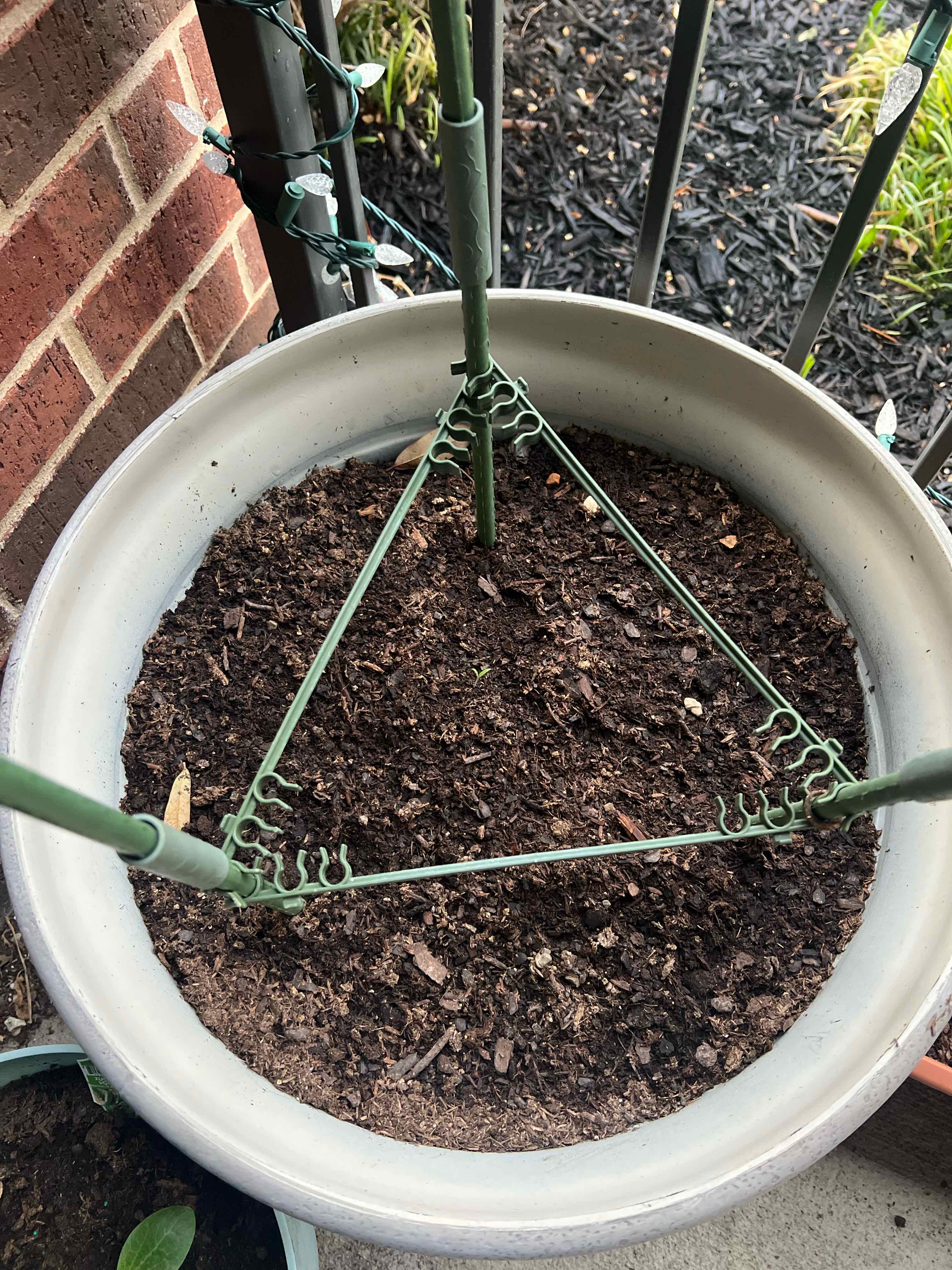 Photo of the plant species Tomato 'Sweet 100' by @BossBlackwood12 named Tolkien on Greg, the plant care app