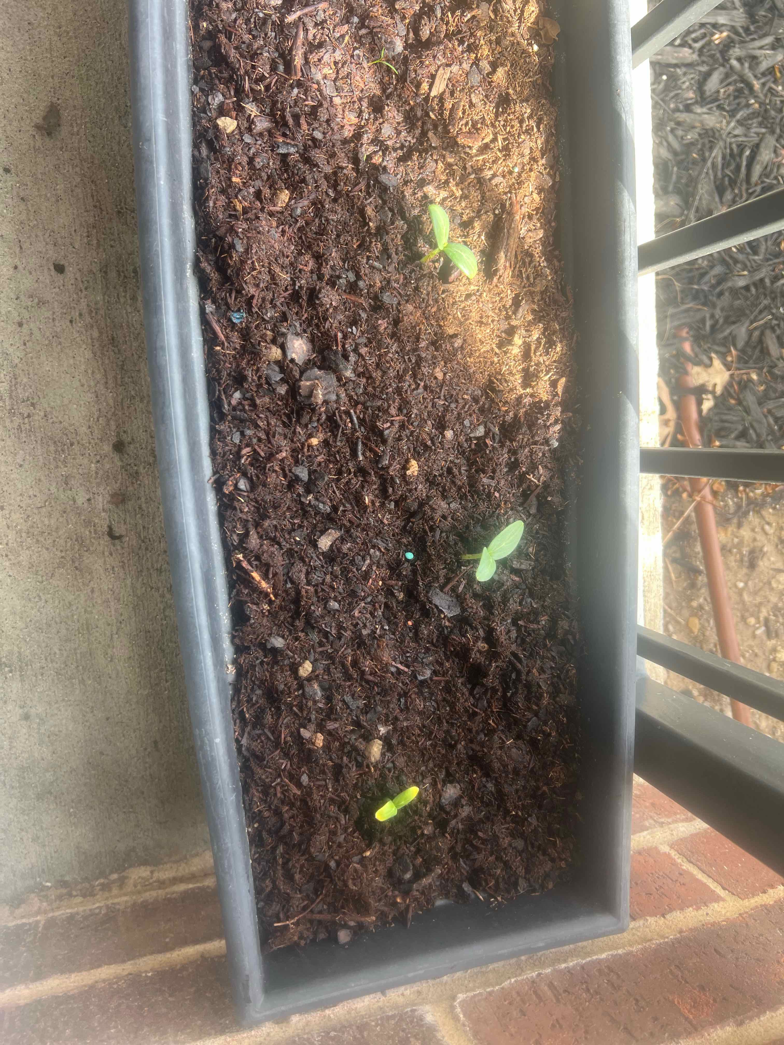 Photo of the plant species Cucumber Straight Eight by @BossBlackwood12 named Kylie on Greg, the plant care app