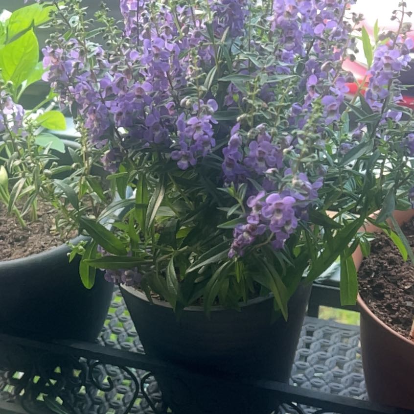 Photo of the plant species Summer Snapdragon by @BossBlackwood12 named Willow on Greg, the plant care app