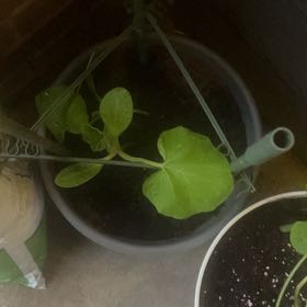 Photo of the plant species Cucurbita 'Lemon' by @BossBlackwood12 named Maya on Greg, the plant care app