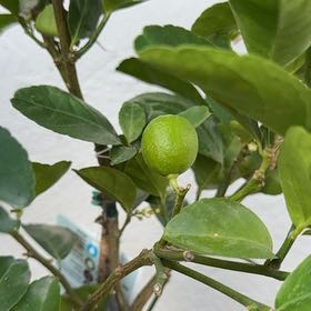 Photo of the plant species Mexican Lime by @EagerScallions named Harmony on Greg, the plant care app