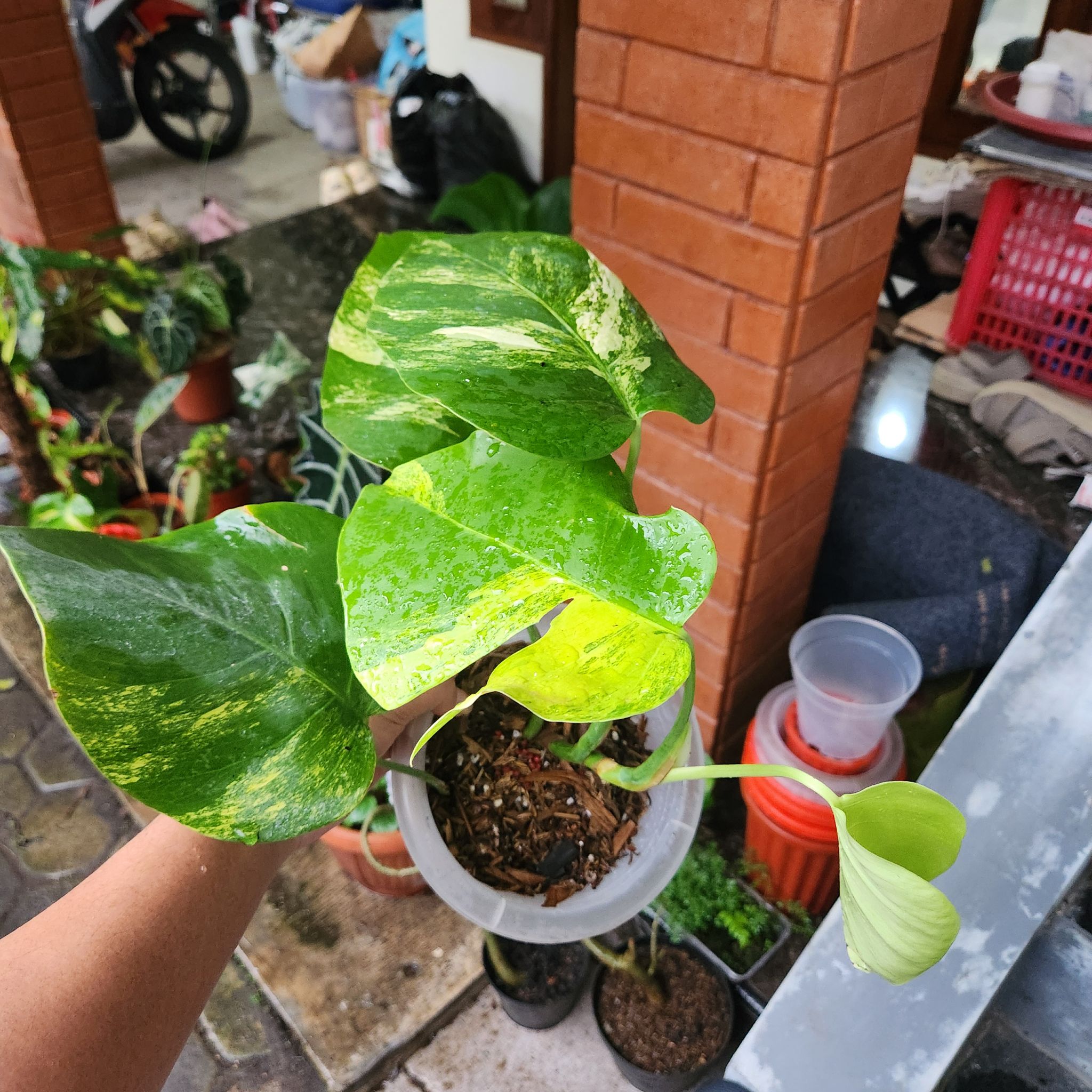 Photo of the plant species Monstera 'Aurea Marmorata' by @SpicyChojubai46 named Queen on Greg, the plant care app