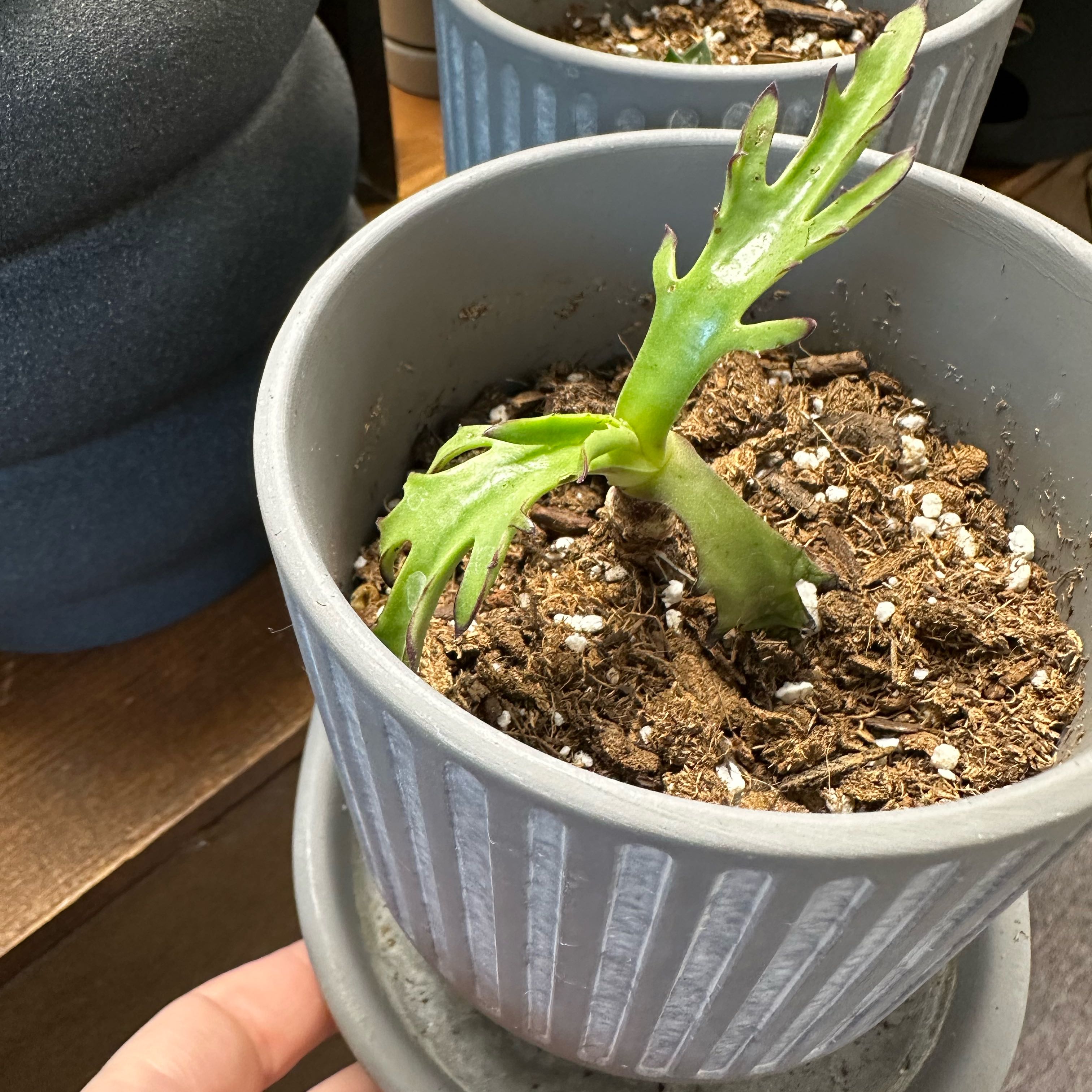 Photo of the plant species Walking Kalanchoe by @ExactWildgrape named Sherlock on Greg, the plant care app