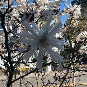 Photo of the plant species Serviceberry by @VigilantCat22 named Leonardo on Greg, the plant care app