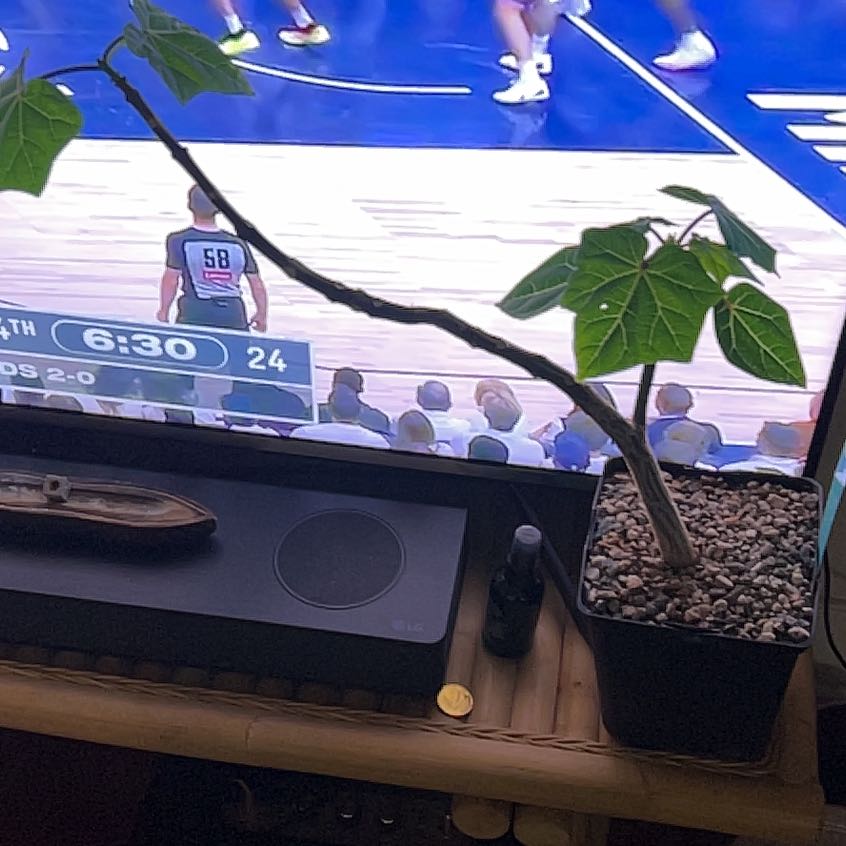 Plant care for Uncarina roeoesliana on Greg, the plant care app