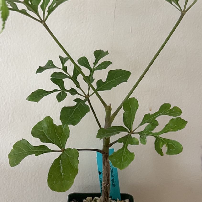 Photo of the plant species Common Cabbagetree by @VividCornflower named Xena on Greg, the plant care app