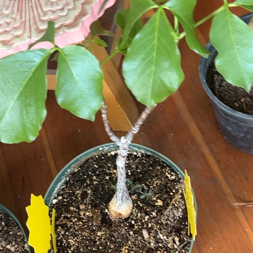 Photo of the plant species Shaving Brush Tree by @VividCornflower named Gates on Greg, the plant care app