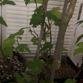 Plant care for Ficus bruneiensis on Greg, the plant care app