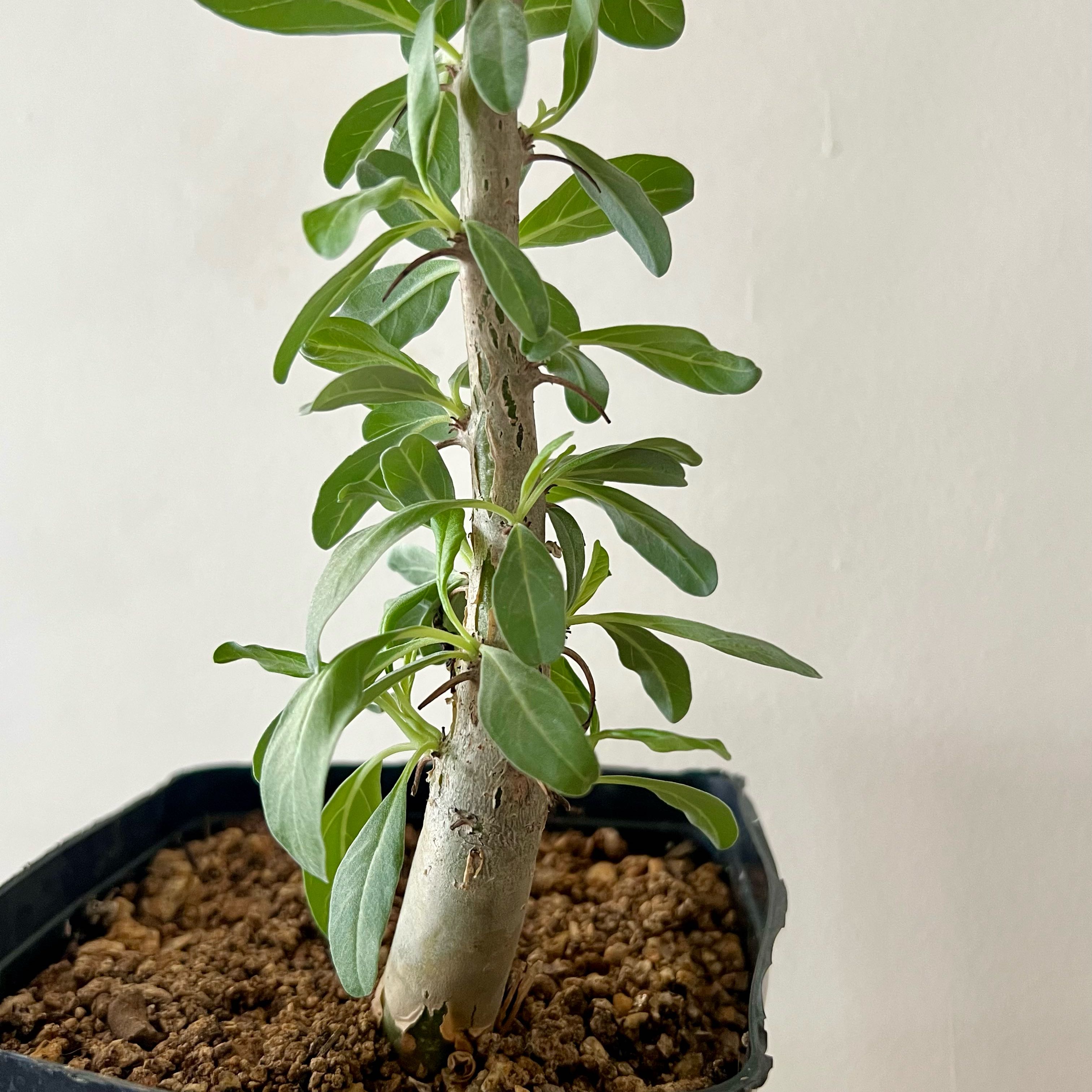 Plant care for Sesame Tree on Greg, the plant care app