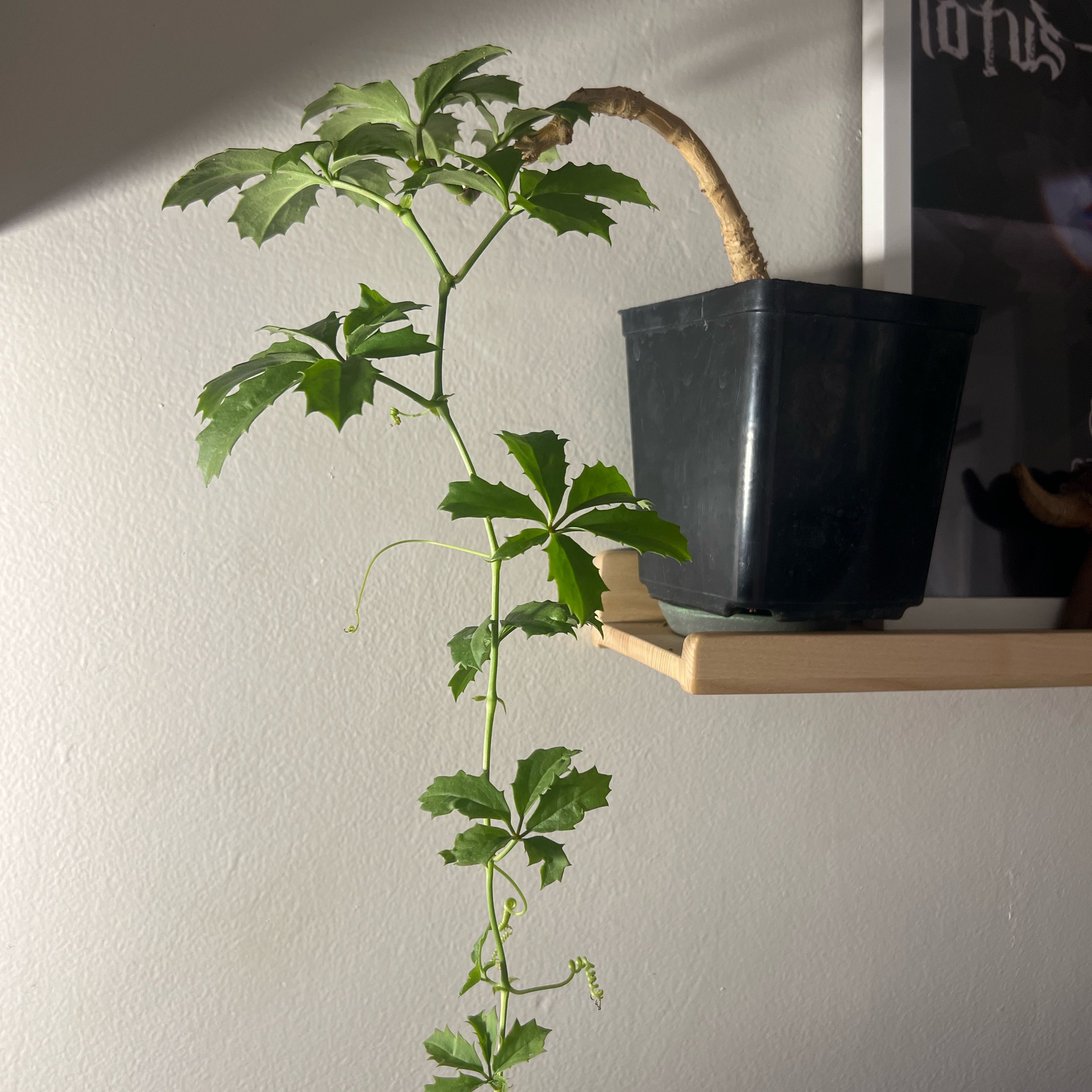 Photo of the plant species Tree Grape by @VividCornflower named Prince on Greg, the plant care app