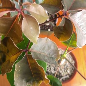 Photo of the plant species Shaving Brush Tree by @VividCornflower named Marley on Greg, the plant care app