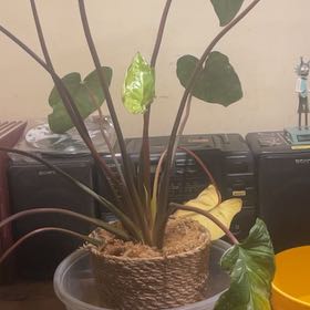 Photo of the plant species Homalomena Rubescens Pink Splash by @ExecDropsofgold named Rubeus on Greg, the plant care app