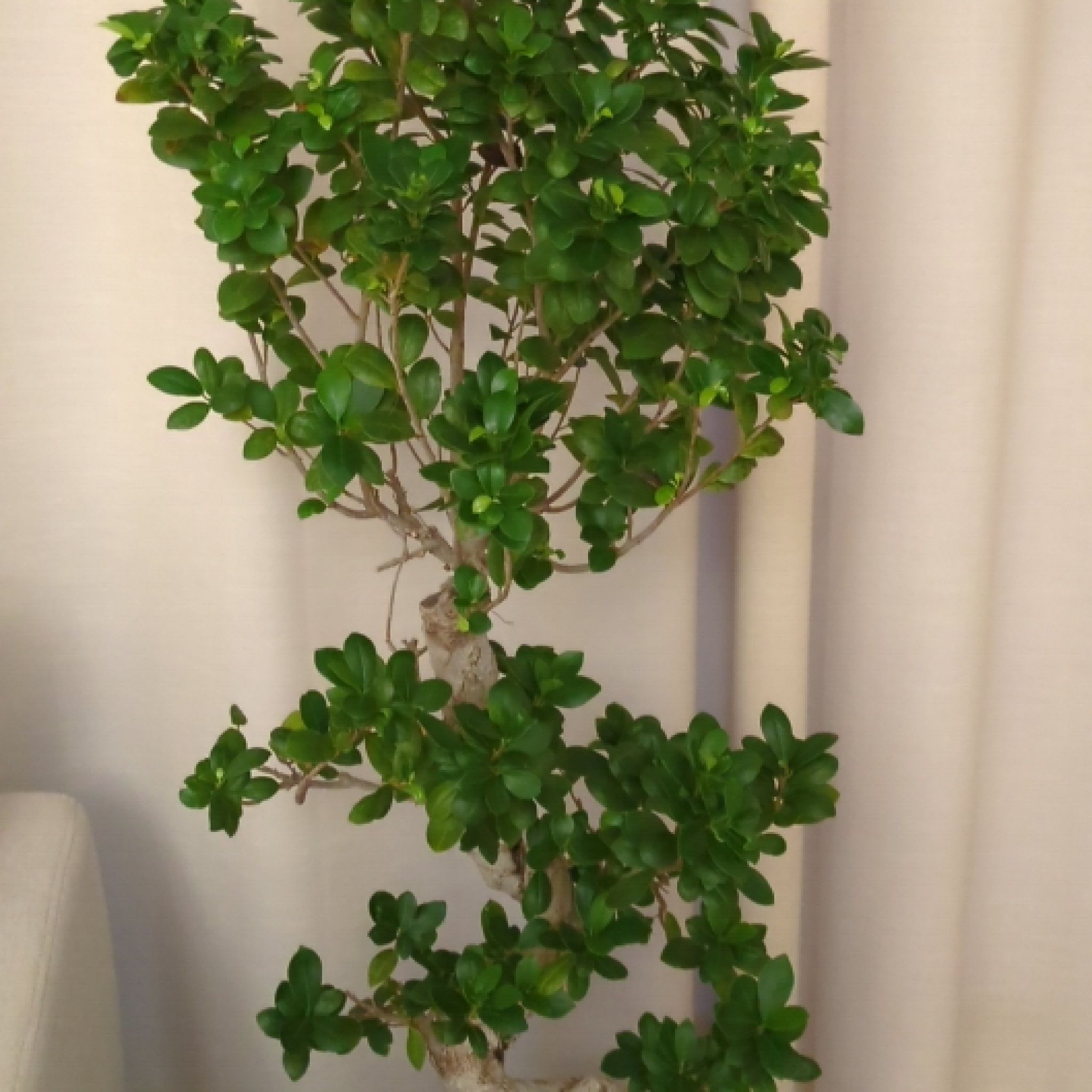 Photo of the plant species Bonsai by @FoxyWildpansy named Bonsai on Greg, the plant care app