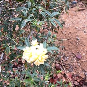 Photo of the plant species Primrose Jasmine by @AvidBeachalmond named Leonardo on Greg, the plant care app