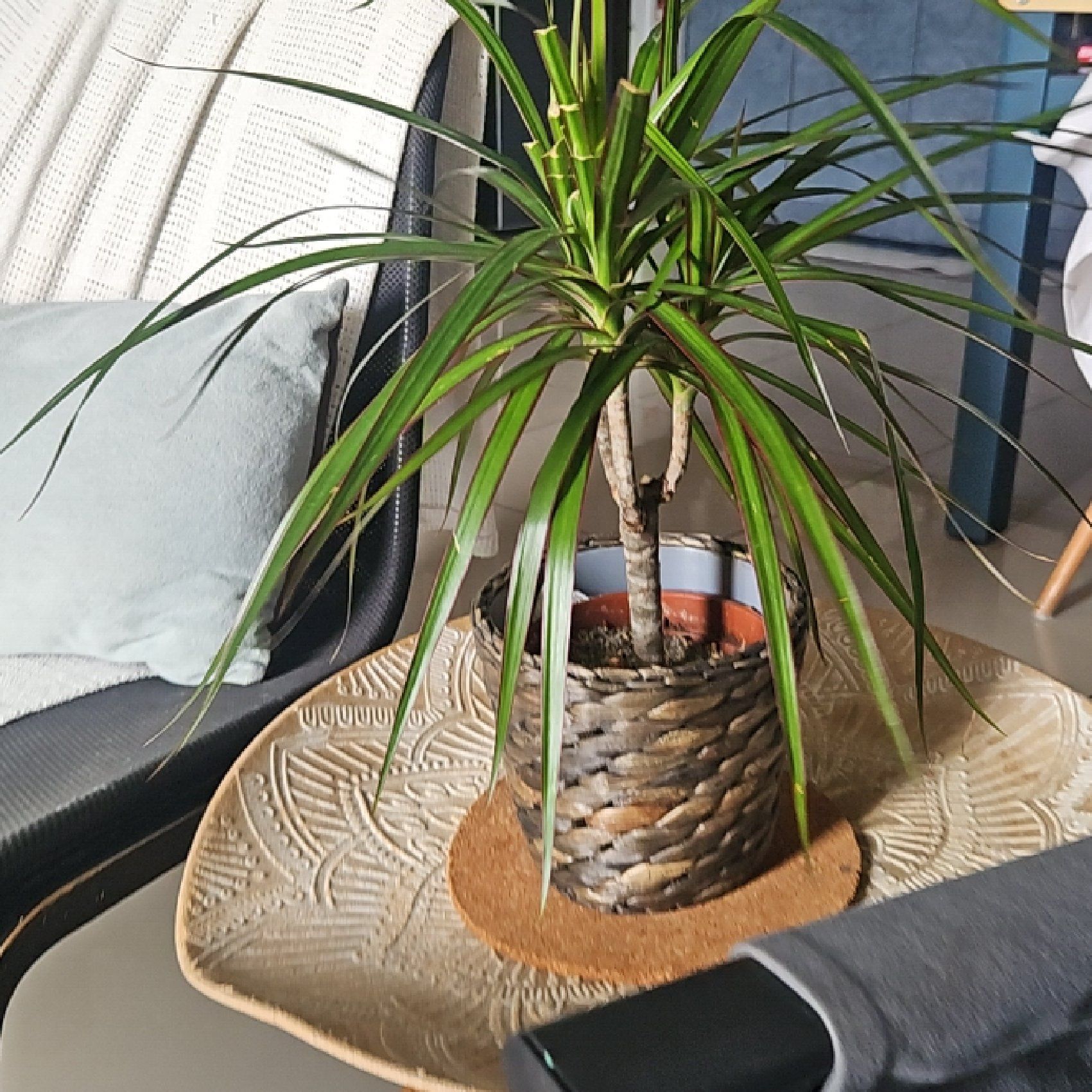 Photo of the plant species Spineless Yucca 'Puck' by @WinSedumsunset named Walt on Greg, the plant care app