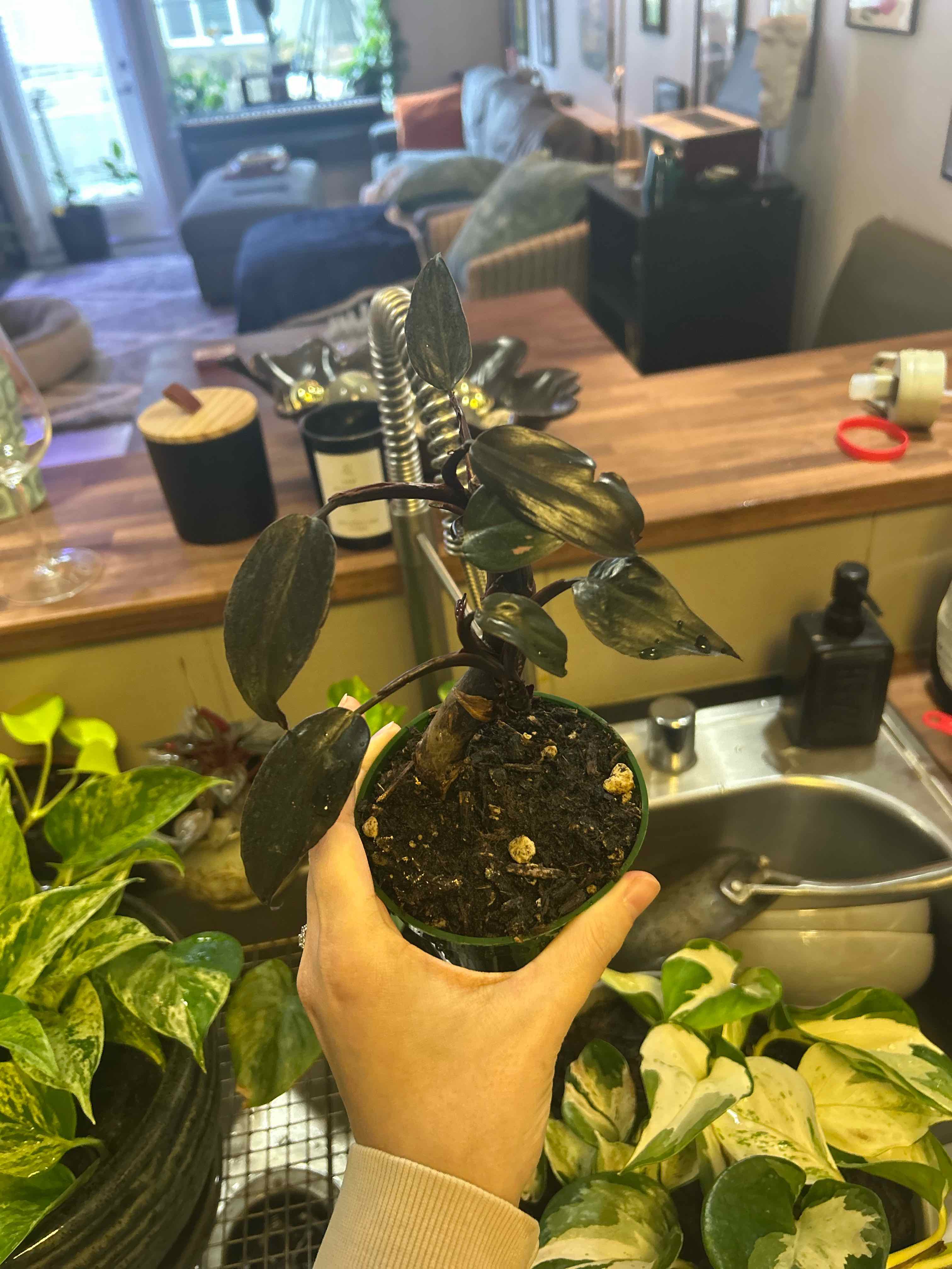 Photo of the plant species Philodendron 'Black Cherry' by @Jaimerritt22 named Aphrodite on Greg, the plant care app