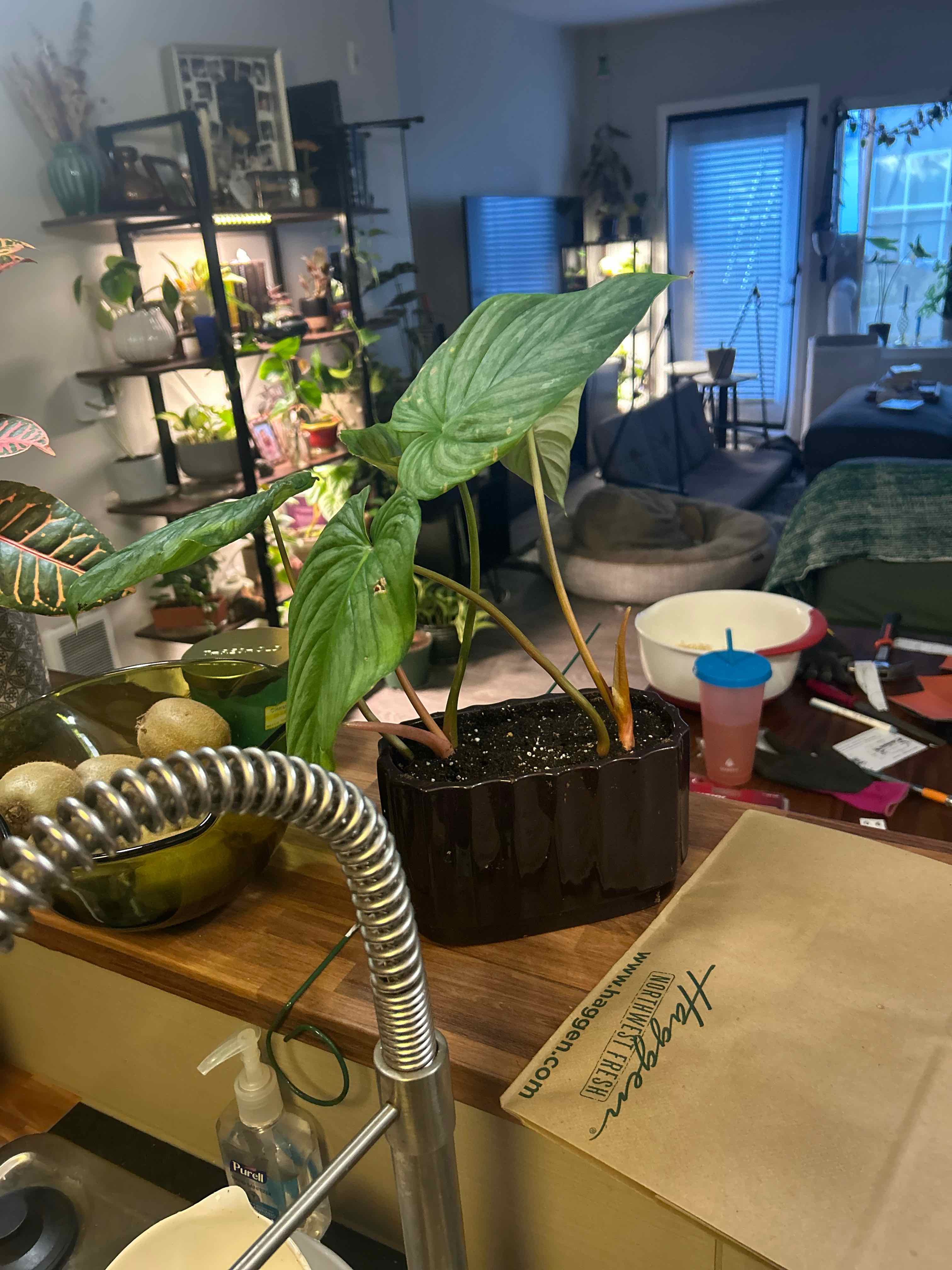 Photo of the plant species Philodendron 'McDowell' by @Jaimerritt22 named Rosa on Greg, the plant care app