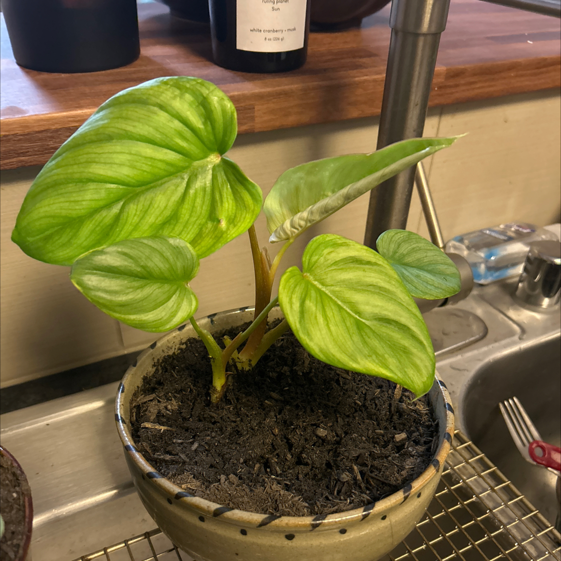 Photo of the plant species Philodendron 'McDowell' by @Jaimerritt22 named Treeyoncé on Greg, the plant care app