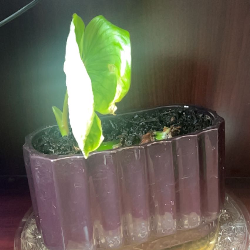 Photo of the plant species Philodendron 'McDowell' by @Jaimerritt22 named Peter Parker on Greg, the plant care app