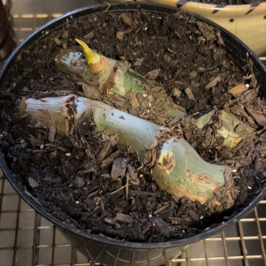 Photo of the plant species Philodendron 'McDowell' by @Jaimerritt22 named Rosa on Greg, the plant care app