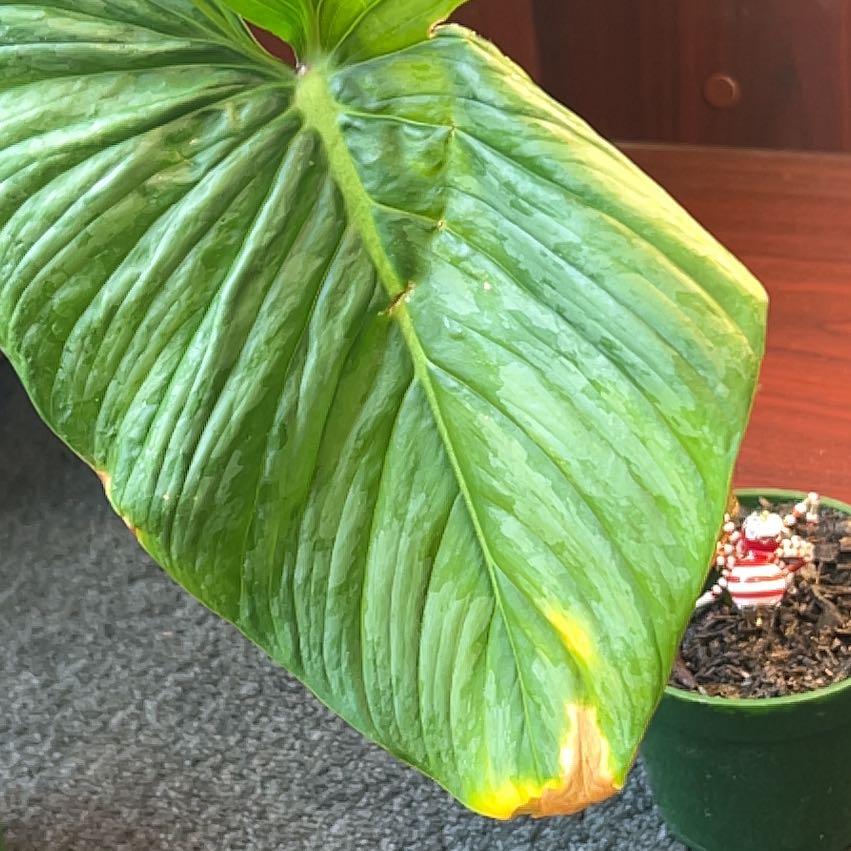 Photo of the plant species Philodendron 'McDowell' by @Jaimerritt22 named Tree Diddy on Greg, the plant care app