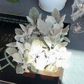 Photo of the plant species Dusty Miller by @Noble named Delilah on Greg, the plant care app