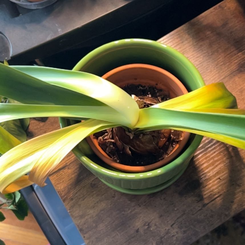 Photo of the plant species King of the Bromeliads by @HomelyVeilwort named Harry on Greg, the plant care app