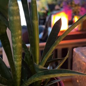 Photo of the plant species Dracaena 'Fernwood' by @HomelyVeilwort named Sigmund on Greg, the plant care app