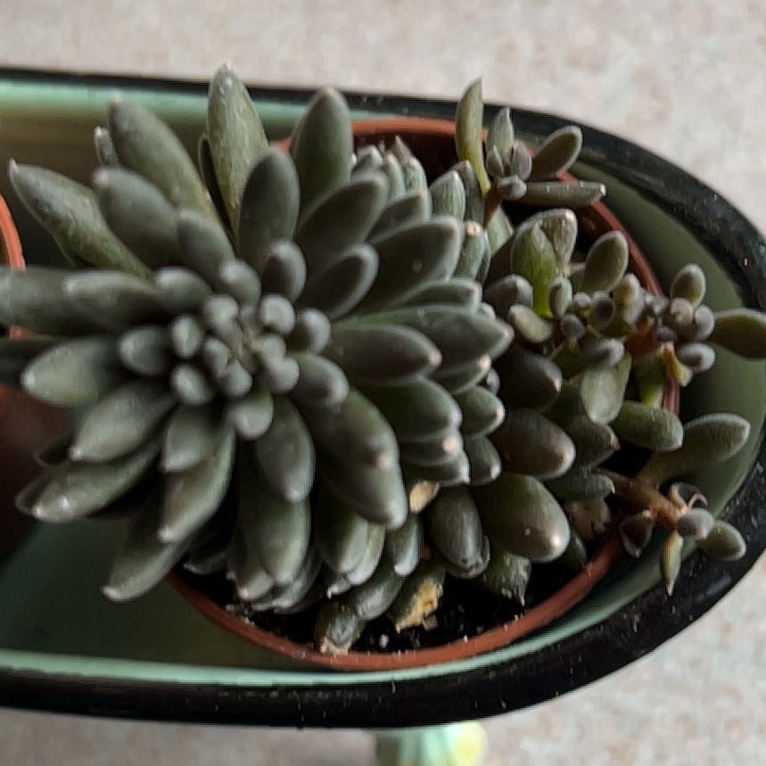 Plant care for Black Jade Snake plant on Greg, the plant care app