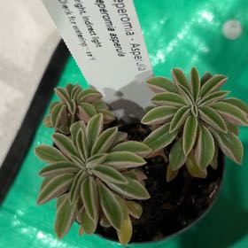Photo of the plant species Peperomia asperula by @HomelyVeilwort named Orwell on Greg, the plant care app