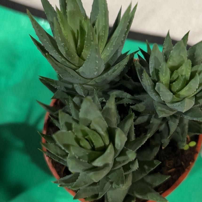 Photo of the plant species Haworthia coarcata f. greenii by @HomelyVeilwort named Mollie on Greg, the plant care app