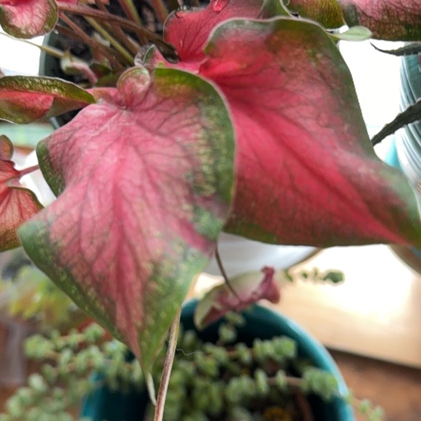 Photo of the plant species Kaladium™ 'Fairytale Princess™' by @HomelyVeilwort named Forrest on Greg, the plant care app