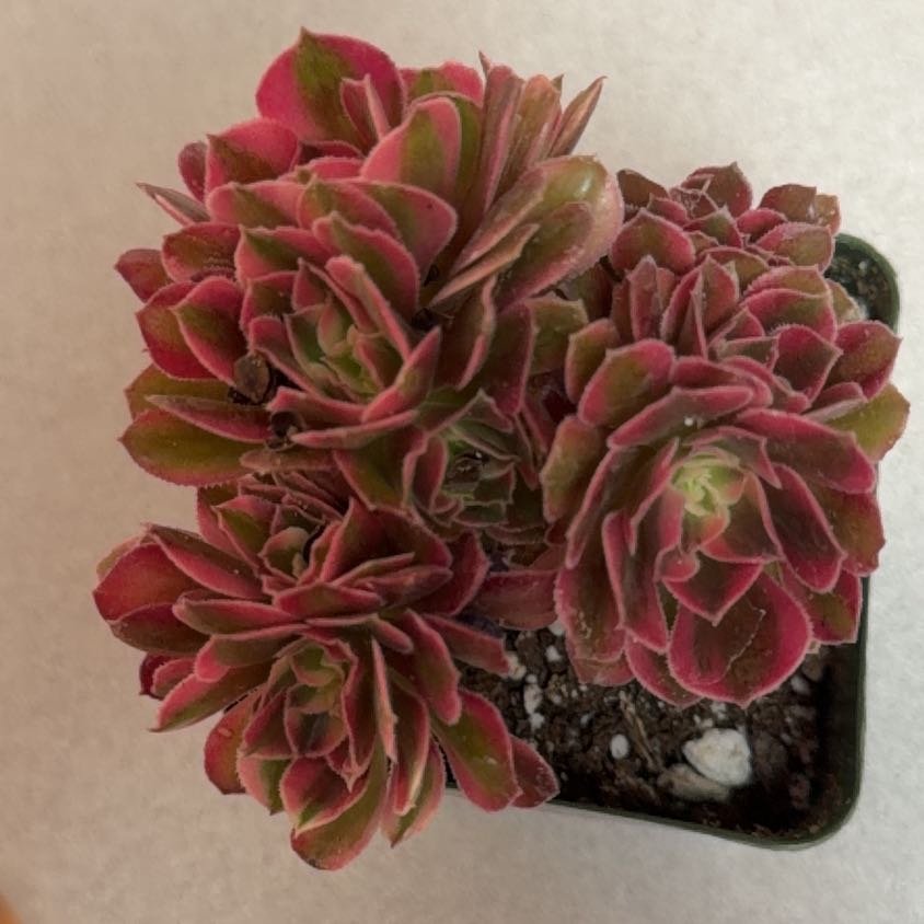Photo of the plant species Pink Witch by @HomelyVeilwort named Cleopatra on Greg, the plant care app
