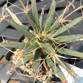 Photo of the plant species Agave Cactus by @HomelyVeilwort named Peter Parker on Greg, the plant care app