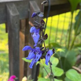 Photo of the plant species Anise-Scented Sage by @HomelyVeilwort named Osmo on Greg, the plant care app