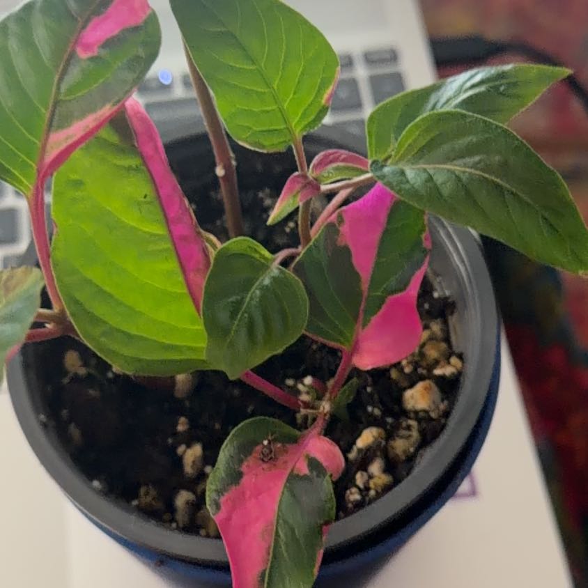 Photo of the plant species Party Time Alternanthera by @HomelyVeilwort named Bigleef Smalls on Greg, the plant care app