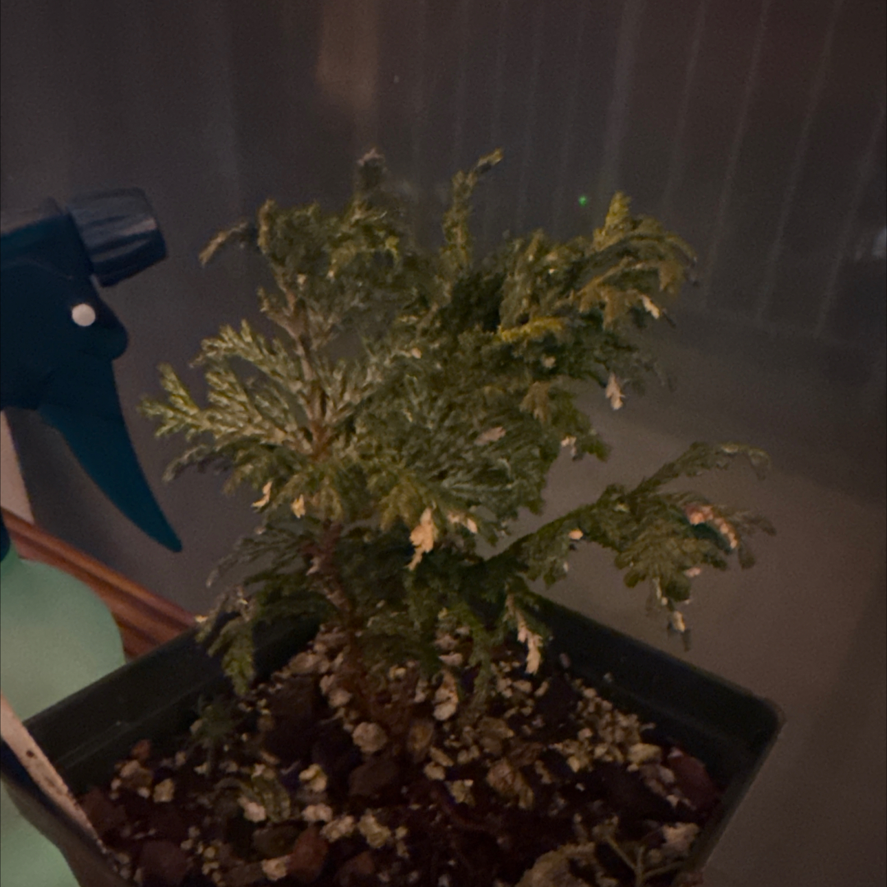 Photo of the plant species Sawara cypress by @AgileApplemoss named Demi on Greg, the plant care app